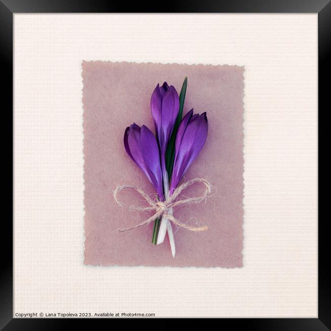 Spring card with purple crocuses  Framed Print by Lana Topoleva