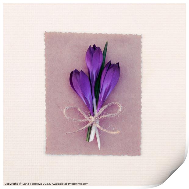 Spring card with purple crocuses  Print by Lana Topoleva