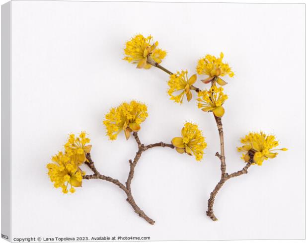  bright yellow dogwood flowers Canvas Print by Lana Topoleva