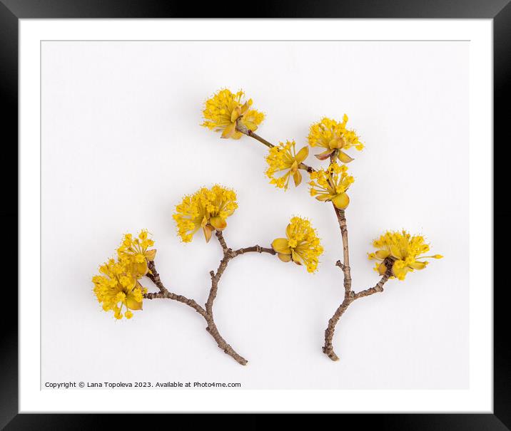  bright yellow dogwood flowers Framed Mounted Print by Lana Topoleva