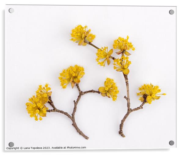  bright yellow dogwood flowers Acrylic by Lana Topoleva