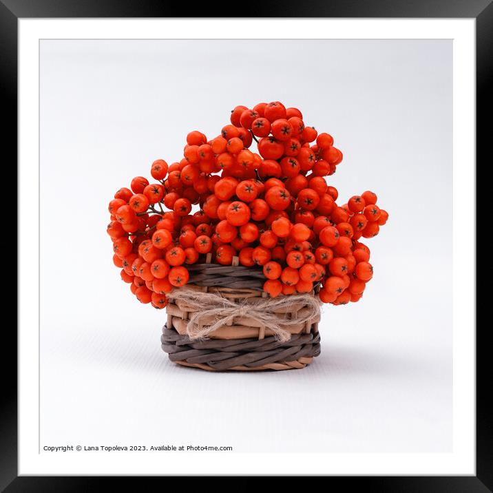  orange juicy berries in a wicker basket  Framed Mounted Print by Lana Topoleva