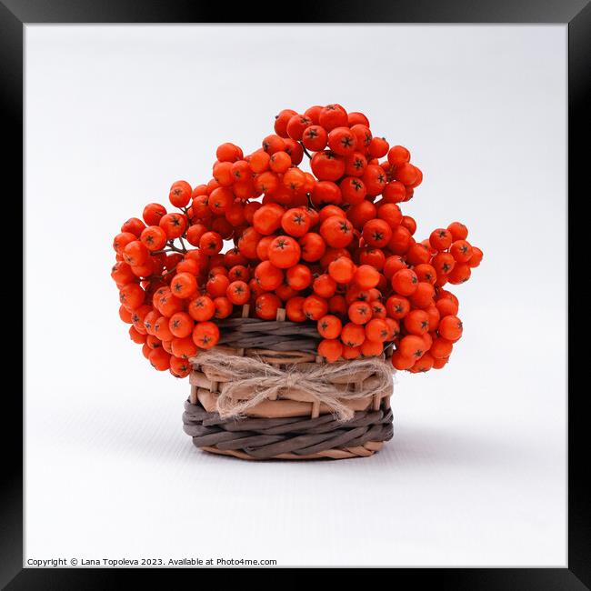  orange juicy berries in a wicker basket  Framed Print by Lana Topoleva