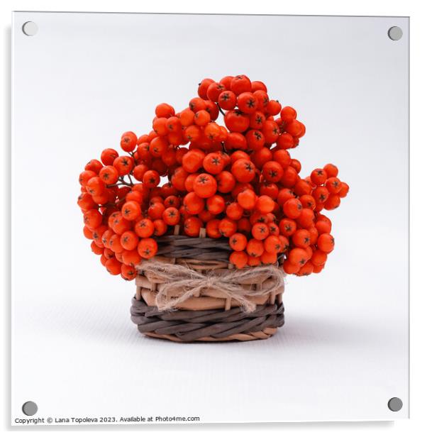  orange juicy berries in a wicker basket  Acrylic by Lana Topoleva