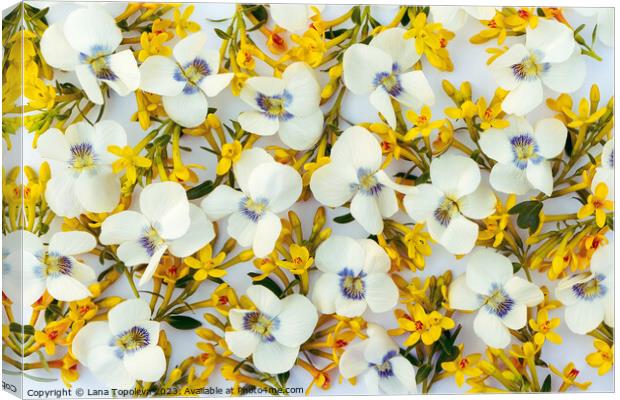  spring floral background of white and yellow flowers. Canvas Print by Lana Topoleva