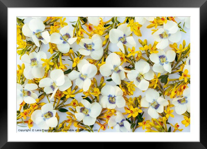  spring floral background of white and yellow flowers. Framed Mounted Print by Lana Topoleva