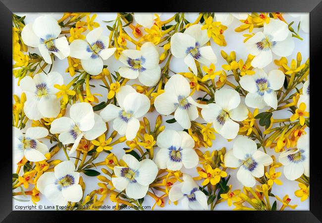  spring floral background of white and yellow flowers. Framed Print by Lana Topoleva