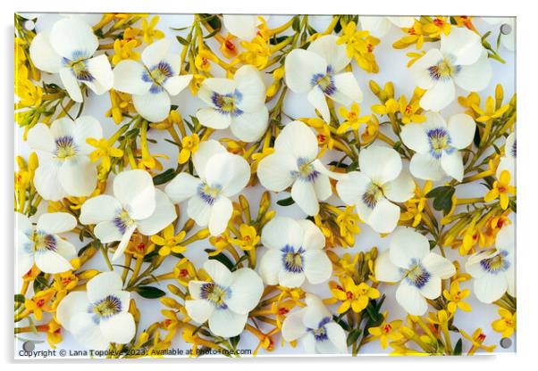  spring floral background of white and yellow flowers. Acrylic by Lana Topoleva