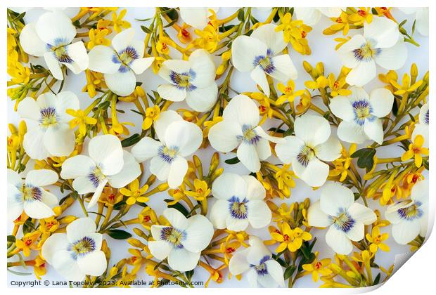  spring floral background of white and yellow flowers. Print by Lana Topoleva