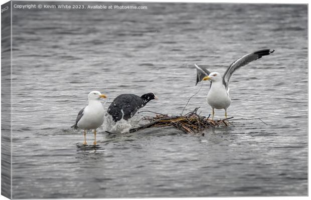 Coot defending her nest against the invaders Canvas Print by Kevin White