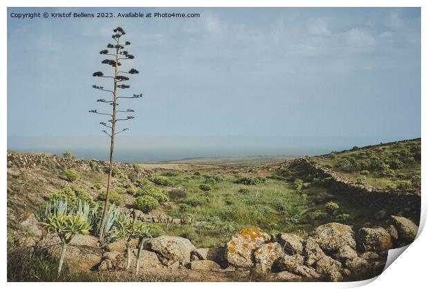 Canary Island of Lanzarote springtime nature landscape Print by Kristof Bellens