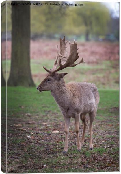 I may be small but I do have big antlers Canvas Print by Kevin White