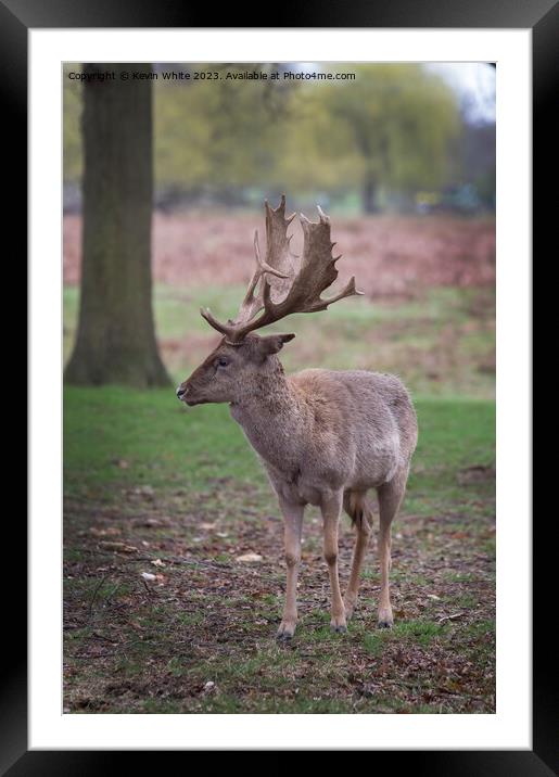 I may be small but I do have big antlers Framed Mounted Print by Kevin White