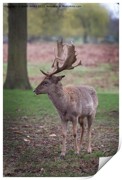 I may be small but I do have big antlers Print by Kevin White