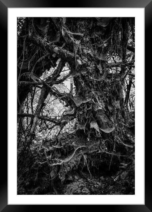Fallen Tree Nature Abstract Framed Mounted Print by Artur Bogacki