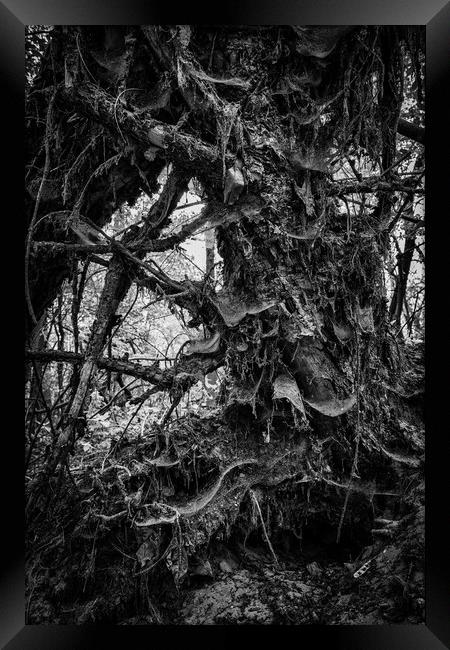Fallen Tree Nature Abstract Framed Print by Artur Bogacki