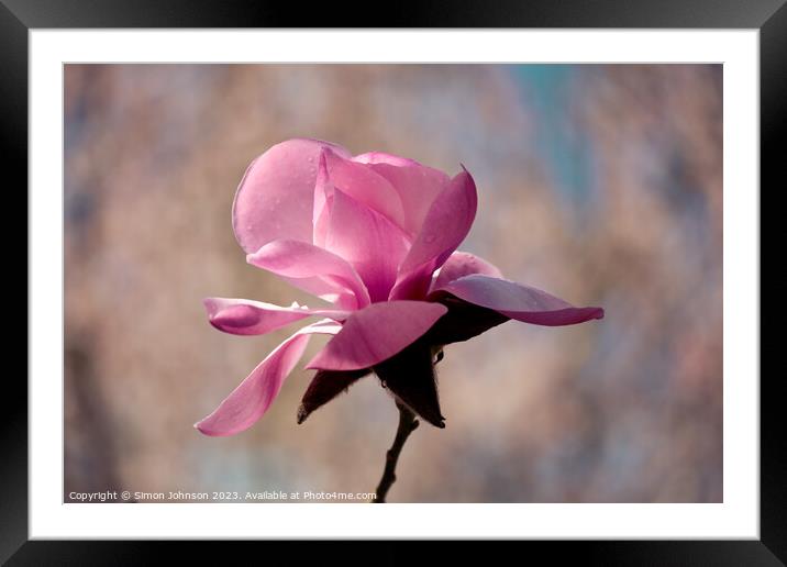 Magnolia flower  Framed Mounted Print by Simon Johnson