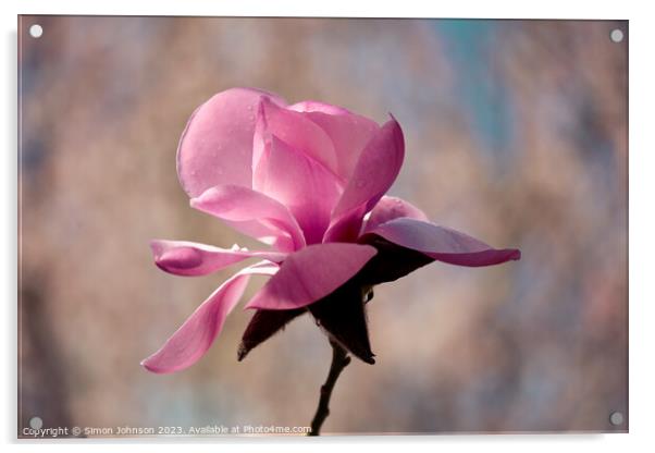 Magnolia flower  Acrylic by Simon Johnson
