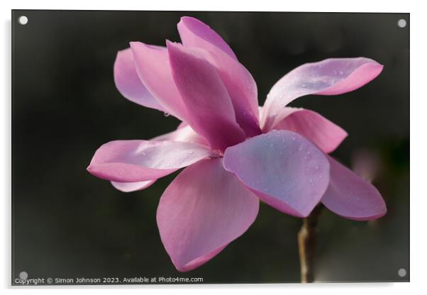 Magnolia Flower  Acrylic by Simon Johnson