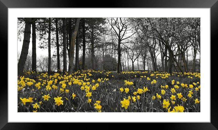 Daffodils Stanley Park, Blackpool Framed Mounted Print by Michele Davis