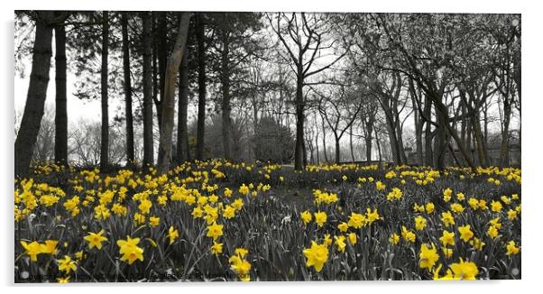Daffodils Stanley Park, Blackpool Acrylic by Michele Davis