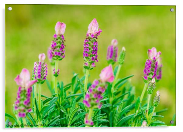 Beautiful lavender plant lavandula stoechas Acrylic by Alex Winter