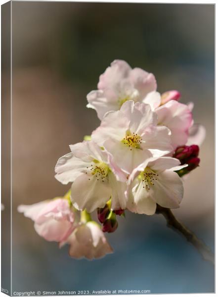 spring Cherry blossom  Canvas Print by Simon Johnson