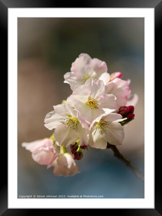 spring Cherry blossom  Framed Mounted Print by Simon Johnson