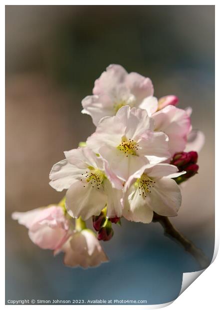spring Cherry blossom  Print by Simon Johnson