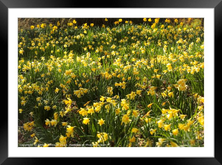 Outdoor field of daffodils  Framed Mounted Print by Simon Johnson