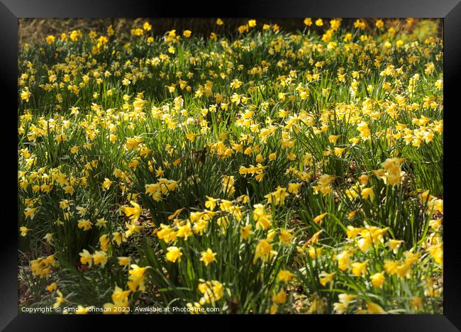 Outdoor field of daffodils  Framed Print by Simon Johnson