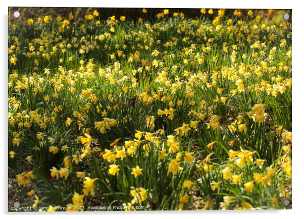Outdoor field of daffodils  Acrylic by Simon Johnson