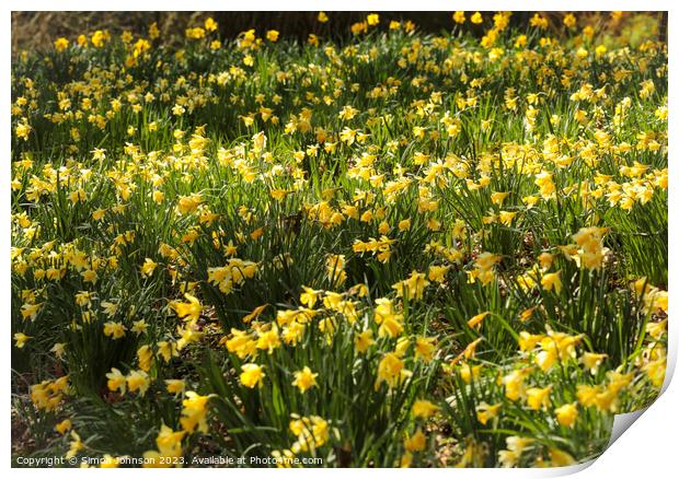 Outdoor field of daffodils  Print by Simon Johnson