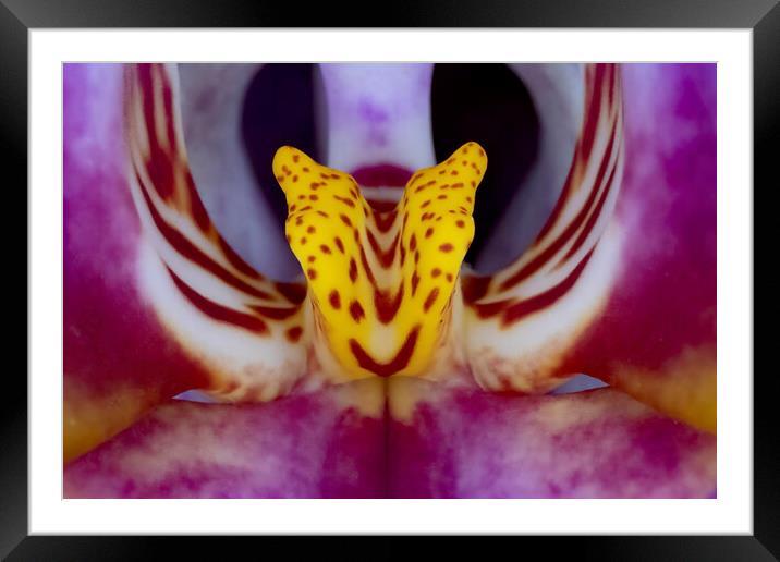 Orchid Macro Framed Mounted Print by Glen Allen