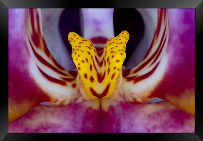 Orchid Macro Framed Print by Glen Allen