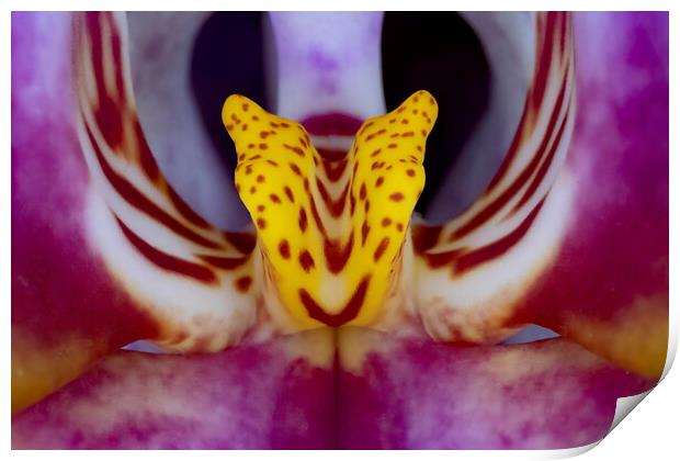 Orchid Macro Print by Glen Allen