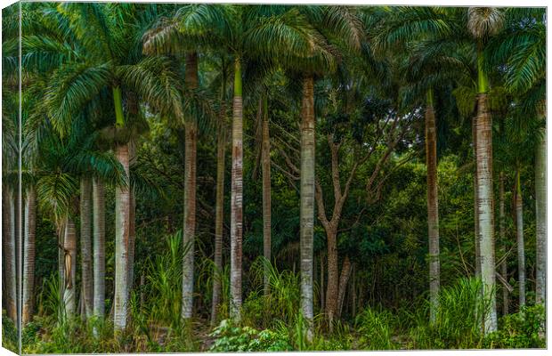 Roadside Palms Canvas Print by Chris Lord