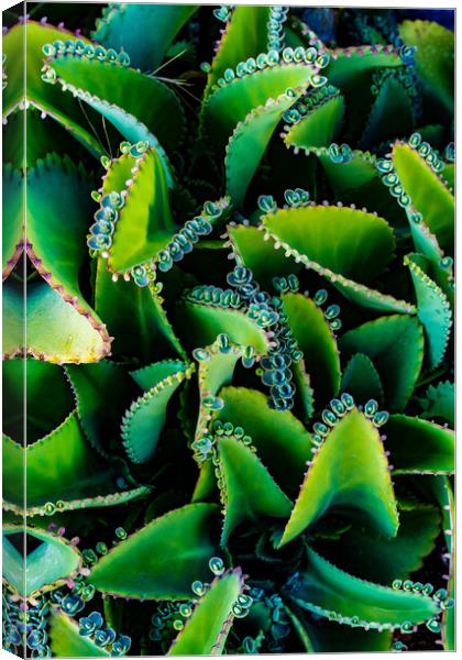 Mother Of Thousands Canvas Print by Chris Lord