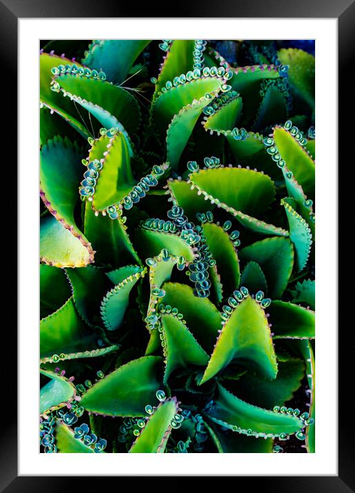 Mother Of Thousands Framed Mounted Print by Chris Lord