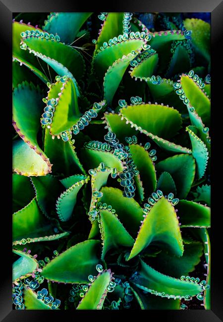 Mother Of Thousands Framed Print by Chris Lord