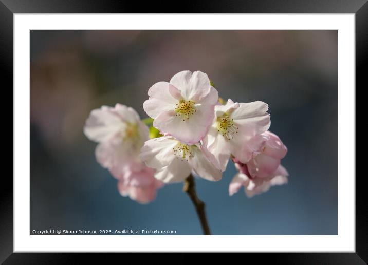 sunlit spring Cherry Blossom Framed Mounted Print by Simon Johnson