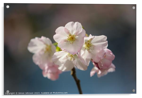 sunlit spring Cherry Blossom Acrylic by Simon Johnson