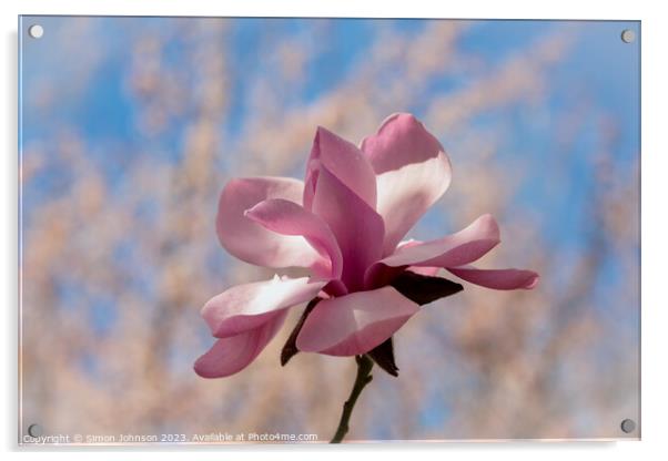 Magnolia  Acrylic by Simon Johnson