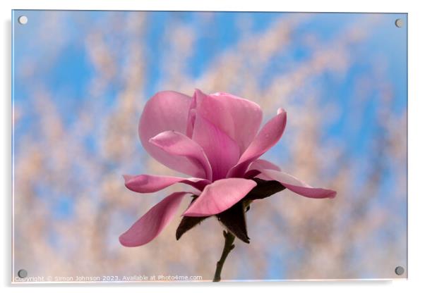 Magnolia  Acrylic by Simon Johnson