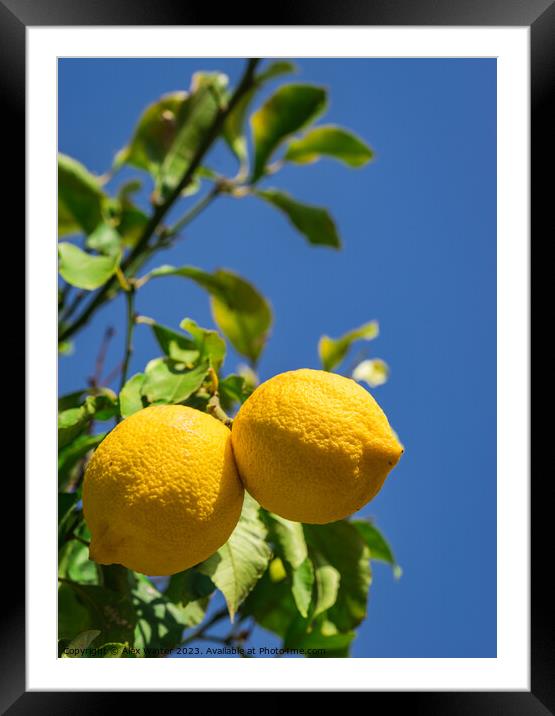 Lemon tree with ripe yellow fruit  Framed Mounted Print by Alex Winter