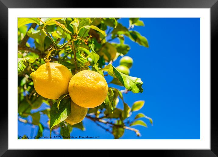 Fresh ripe yellow lemon fruits Framed Mounted Print by Alex Winter