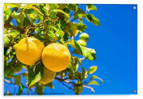 Fresh ripe yellow lemon fruits Acrylic by Alex Winter