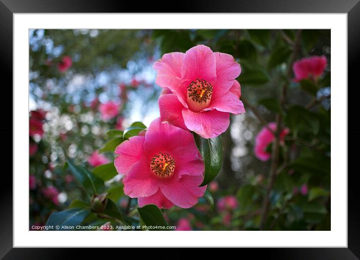 Camellias Framed Mounted Print by Alison Chambers