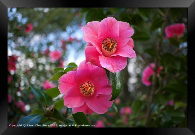 Camellias Framed Print by Alison Chambers