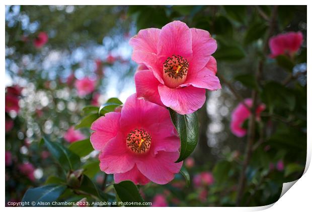 Camellias Print by Alison Chambers